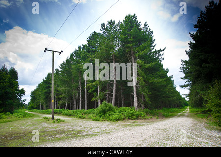 Due percorsi che si incrociano all'interno di Rendlesham Forest, Suffolk, Inghilterra, Regno Unito Foto Stock