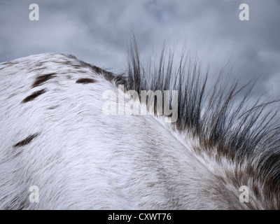 Close up di cavallo mane Foto Stock