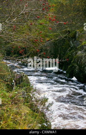 Acqua di Minnoch che fluisce nella River Cree di Galloway foresta, con struttura ad albero Rounberries in Scozia Foto Stock