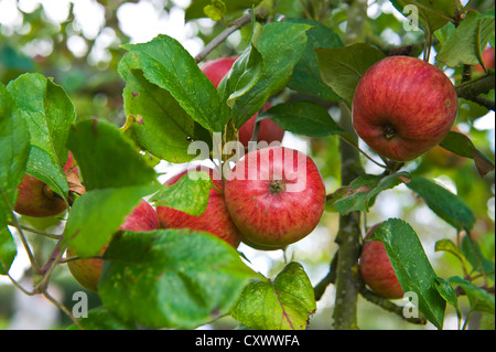 Le mele in crescita nel sidro orchard a Greggs Pit molto Marcle Herefordshire England Regno Unito Foto Stock