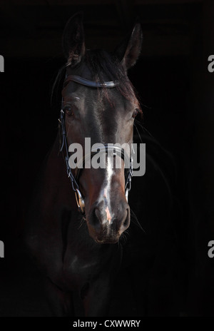 Un giovane Holstein (tipo di WarmBlood) mare. Tasto basso ritratto/ Luce diurna Foto Stock