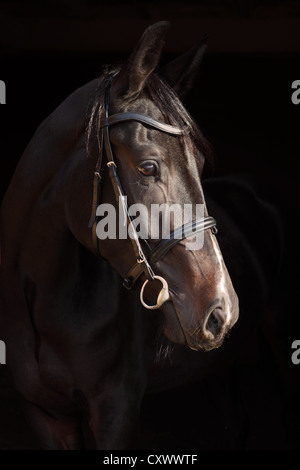 Un giovane Holstein (tipo di WarmBlood) mare. Tasto basso ritratto/ Luce diurna Foto Stock