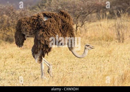 Femmina (struzzo Struthio camelus) alla ricerca di cibo in erba secca di macchia, Nxai pan, Botswana Foto Stock