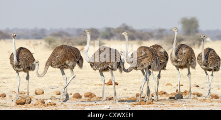 Gregge di struzzi (Struthio camelus) camminare su una pianura africana, Botswana Foto Stock