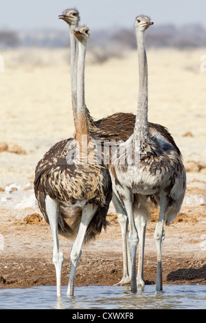 Un gruppo di tre struzzi (Struthio camelus) mantenendo guardare in un waterhole, maschi adulti e due ragazzi, Nxai pan, Botswana Foto Stock