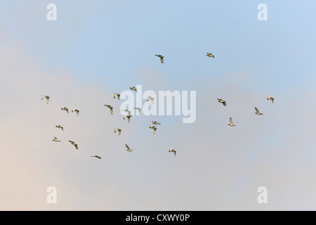 Gregge di gallina prataiola (Tetrax tetrax) volare sopra le steppe. Lleida. La Catalogna. Spagna. Foto Stock