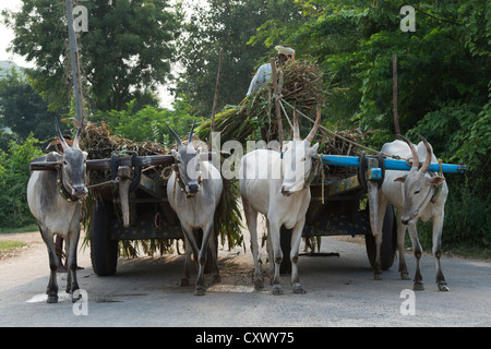 Due indiani giovenco di carretti e driver. Andhra Pradesh, India Foto Stock