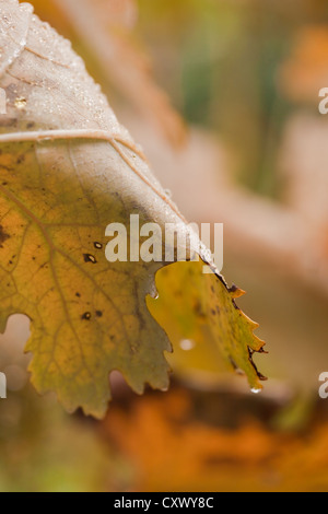 Foglie di autunno con le gocce di pioggia, Macleaya cordata (Plume papavero), Ottobre Foto Stock