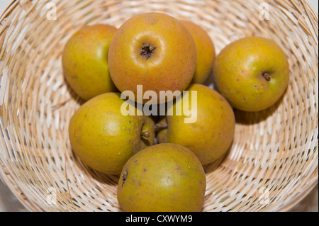 Ross Nonpareil mele nel cestello sul display durante il grande giorno di Apple a Much Marcle Herefordshire England Regno Unito Foto Stock