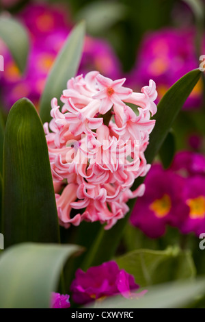 Hyacinthus orientalis " Anna Marie' con Primula Crescendo sfumature di rosa Foto Stock