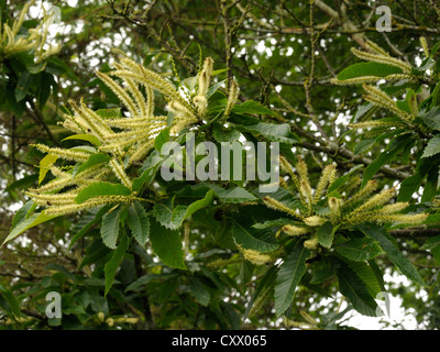 Dolce di castagne, Castanea sativa, fiori maschili Foto Stock