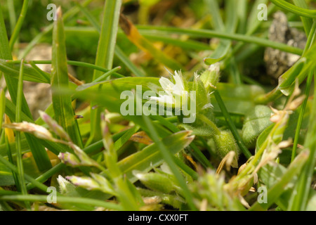 Piccolo Mouse-ear, Cerastium semidecandrum Foto Stock