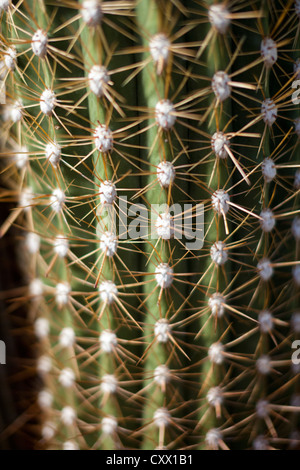 Cactus - Echinopsis atacamensis - close up dettaglio delle spine Foto Stock