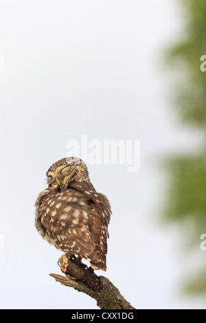 Civetta (Athene noctua) appollaiato sul ramo. Lleida. La Catalogna. Spagna. Foto Stock