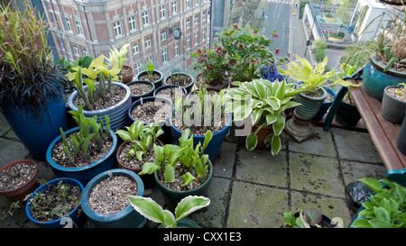 Raggruppate in vasi per giardino di Hosta e varie piante che crescono in un gruppo su un balcone di Barbican giardino in primavera a Londra, Inghilterra, Regno Unito KATHY DEWITT Foto Stock