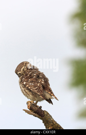 Civetta (Athene noctua) preening sul ramo. Lleida. La Catalogna. Spagna. Foto Stock