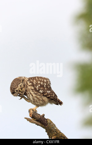 Civetta (Athene noctua) appollaiato sul ramo e graffi stesso. Lleida. La Catalogna. Spagna. Foto Stock