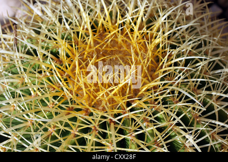 Cactus close up . Foto Stock