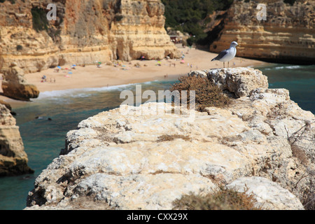 Seagull a Praia da Marinha, Algarve, PORTOGALLO Foto Stock