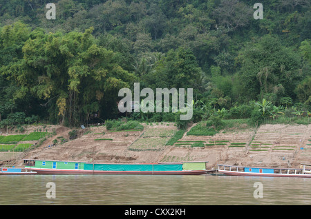 Agricoltura sul lungofiume del fiume Mekong, Luang Prabang, Laos, Asia Foto Stock