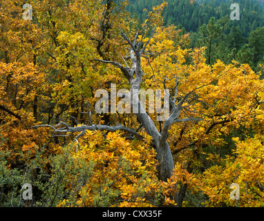 Golden Gambel Querce in Arizona High Country, Sycamore Canyon, Arizona. Foto Stock