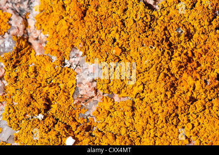 Macro di orange lichene Xanthoria sul granito rosa rock sulla costa atlantica della Spagna, in Galizia. Foto Stock