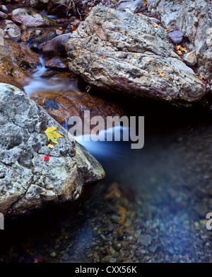 Sud forcella della grotta Creek Canyon, Chiricahua Mountain Wilderness Area, Southeastern Arizona. Stati Uniti d'America Big-Tooth aceri. Foto Stock