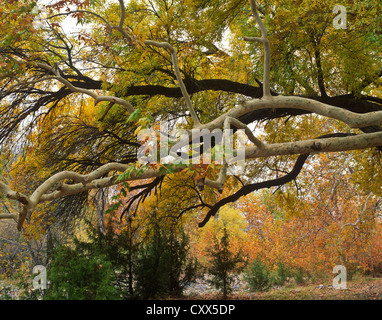 Lungo Sycamore Creek cresce abbondante di Arizona sicomori più Willow, ontano, faggi. Autunno in Arizona. Foto Stock