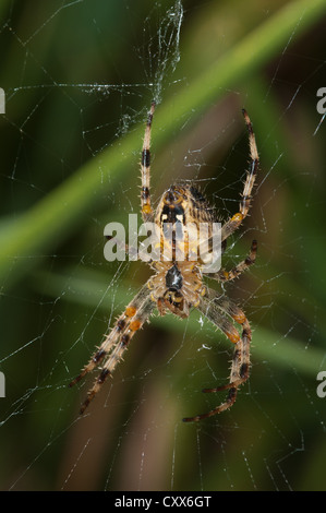 Araneus diadematus, ragno appeso nel web, UK. Mostra il lato inferiore. Foto Stock