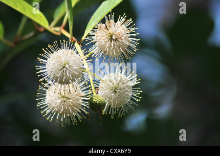 Fiori Buttonbush Foto Stock