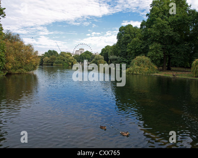 Anatre nuotare nel lago che mostra il London Eye in background, il St James Park , City of Westminster, Londra, Inghilterra, Regno Unito Foto Stock