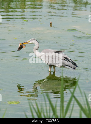 Airone cenerino acquisisce indignati neonata Reed trillo Foto Stock