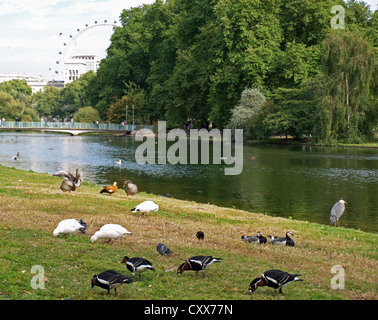 Anatre in St James Park che mostra il London Eye in background, City of Westminster, Londra, Inghilterra, Regno Unito Foto Stock