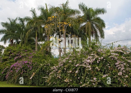 Garden, Hotel Hacienda, El Delirio, Armenia, Colombia Foto Stock