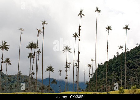Cera Palms, la palma più alta del mondo e monocot, albero Nazionale, Valle de Cocora, Parco Nazionale di Los Nevados, Colombia Foto Stock