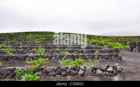 La piantagione della cantina sul terreno vulcanico a Lanzarote, Isole canarie, Spagna Foto Stock