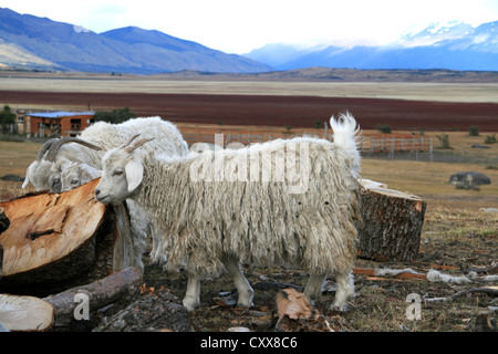 Un gregge di pecore nel parco nazionale Los Glaciares, Patagonia, Argentina Foto Stock