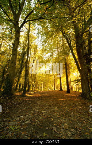 Bosco ai ferri corti Country Park parte della gamma Clwydian nel Galles del Nord Foto Stock