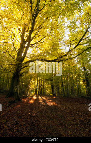 Bosco ai ferri corti Country Park parte della gamma Clwydian nel Galles del Nord Foto Stock