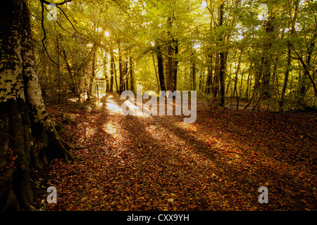 Bosco ai ferri corti Country Park parte della gamma Clwydian nel Galles del Nord Foto Stock