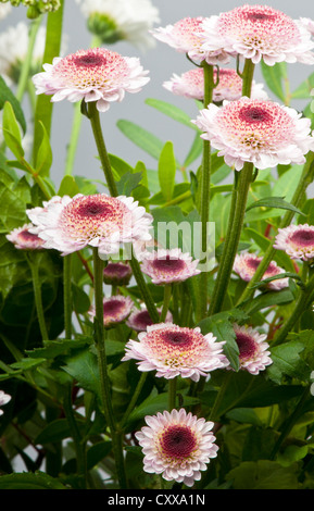 Più attraente la Scabiosa fiori in un mazzo di fiori recisi. Foto Stock