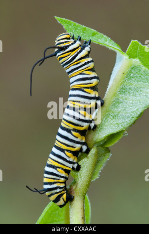 Farfalla monarca caterpillar Danaus plexippus avanzamento sul comune lascia Milkweed Asclepias syriaca E USA Foto Stock