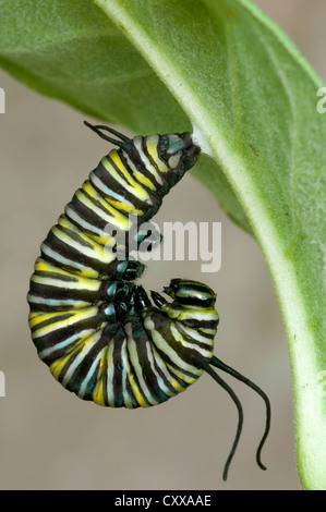 Farfalla monarca caterpillar Danaus plexippus trasformando in fase di pupa su comuni Milkweed Asclepias syriaca E USA Foto Stock