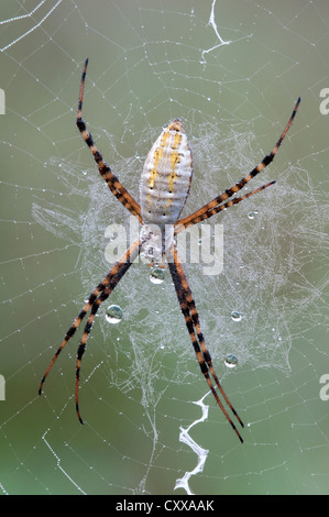Rugiadoso nastrati ragno Argiope Argiope trifasciata su di esso del web Michigan STATI UNITI Foto Stock