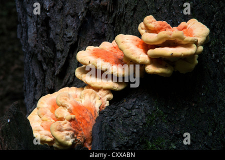 Ripiano di zolfo a fungo, fungo, Laetiporus sulfurei autunno, E STATI UNITI D'AMERICA Foto Stock