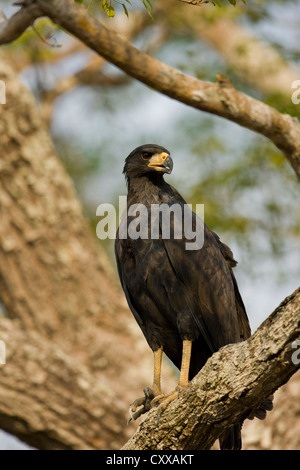 Grande Black Hawk (Buteogallus urubitinga) Foto Stock