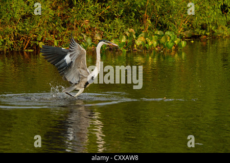 Cocoi airone rosso (Ardea cocoi) pescare un pesce Foto Stock