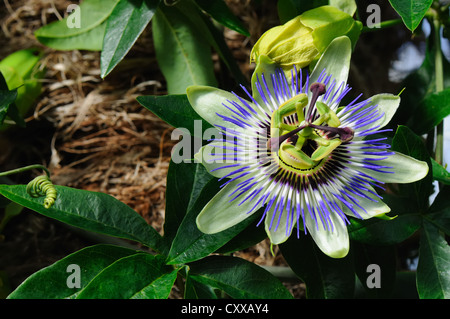 Frutto della passione - fiore di Passiflora caerulea Foto Stock