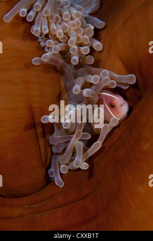 Una rosa, anemonefish Amphiprion perideraion, nuota in una magnifica anemone, Heteractis magnifica, Bima Bay, Sumbawa Foto Stock