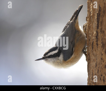 Seduta in rosso-breasted picchio muratore Foto Stock